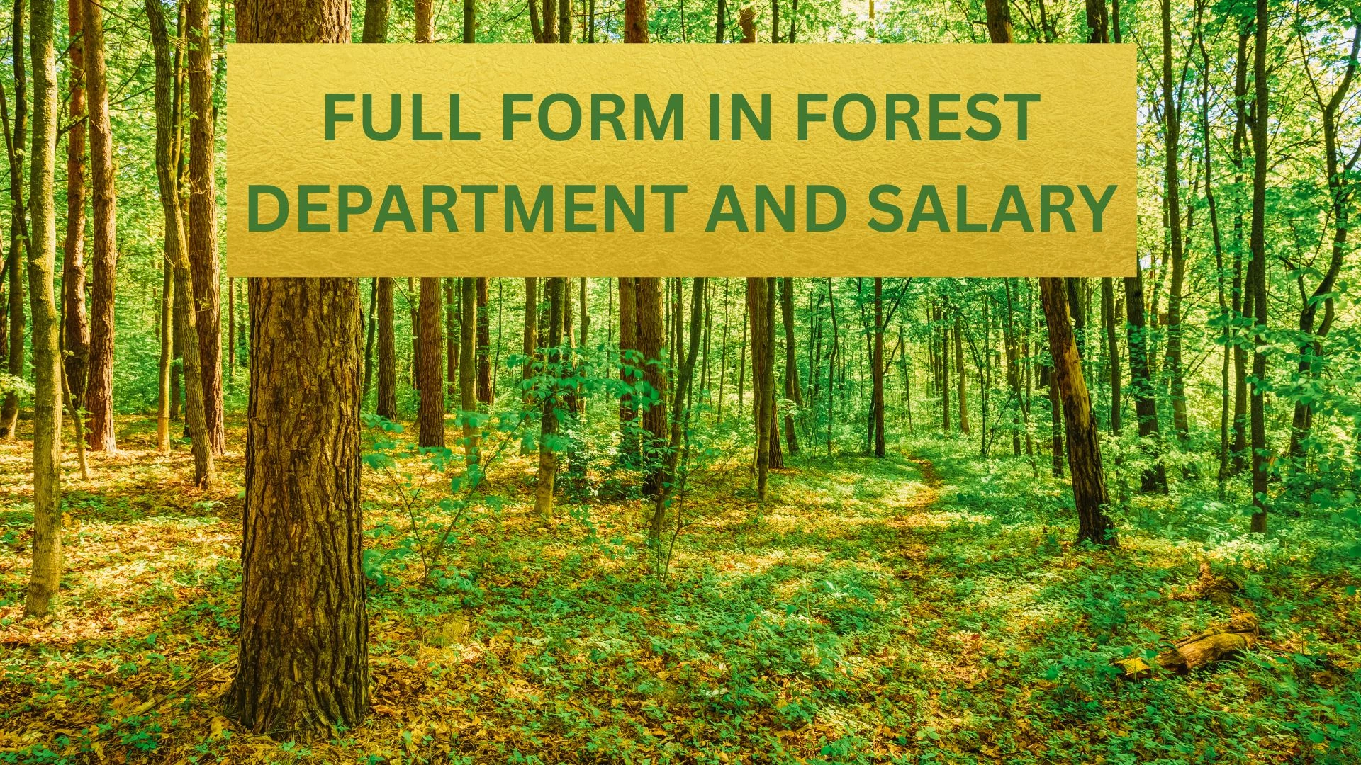DFO, CCF, DCF, ACF Full Form in Forest Department: Salary Per Month 2025, Rank, Level and Seniority